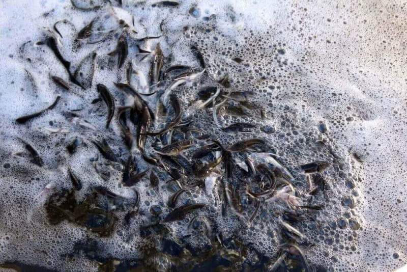 Почти 620 тысяч мальков стерляди выпустили в Волгу, чтобы увеличить популяцию этого краснокнижного вида рыб
