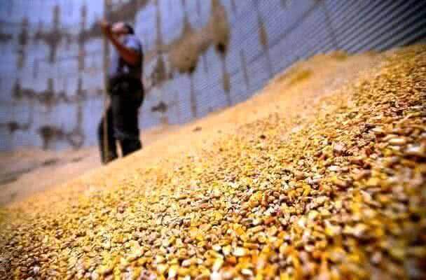 В Тамбовской области будут больше перерабатывать зерна 