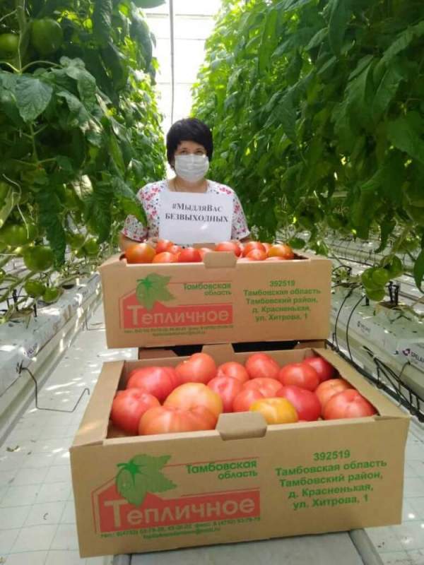 Новый региональный бренд «Тамбовский томат» примет участие в национальном конкурсе «Вкусы России»