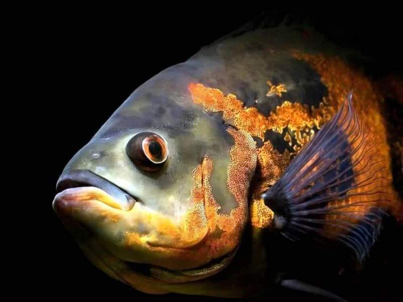Ученые нашли общее между человеком и рыбой