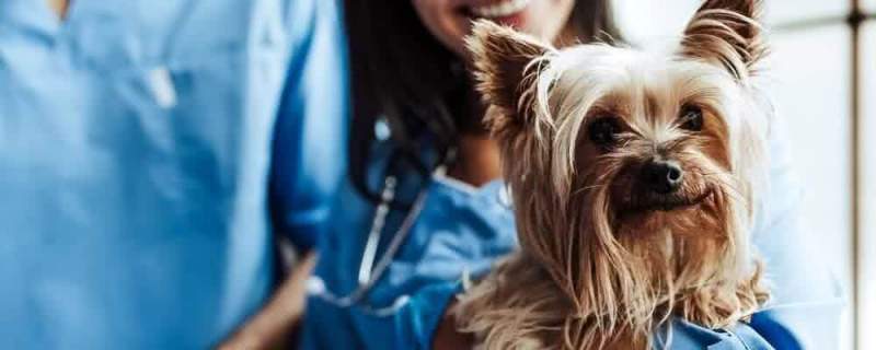 Анестезия для собак перед операцией