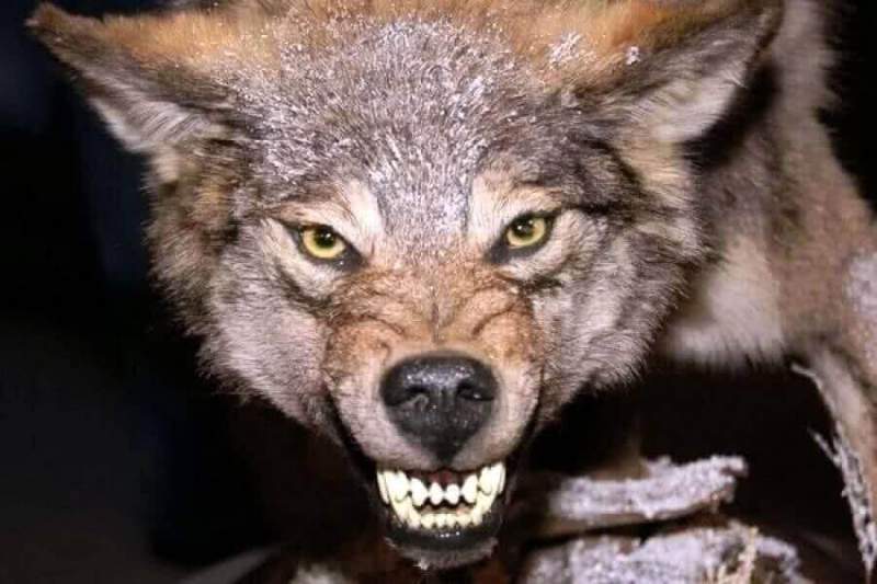 В Ростовской области взбесившаяся волчица покусала троих человек  