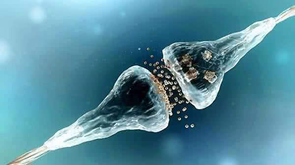 Ученые впервые омолодили стволовые клетки в мозге мышей