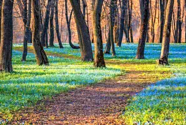 Самый красивый праздник весны пройдет 22 апреля в Тамбовской области