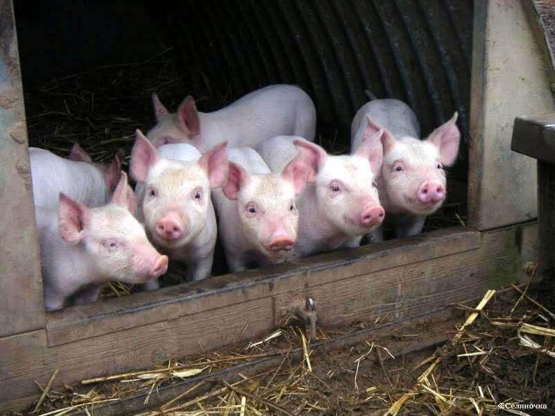 В Усть-Лабинском районе Краснодарского края идет ввод в эксплуатацию свинотоварной фермы