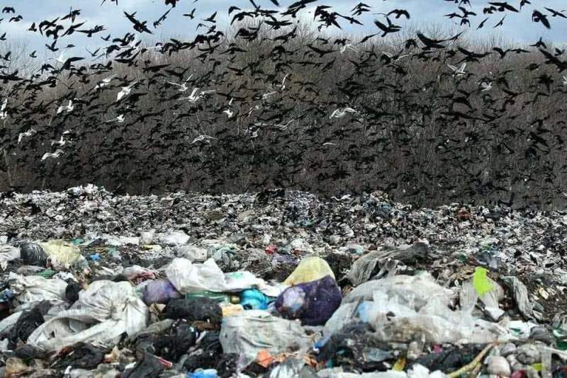 Приморский район – снова в центре «мусорного» скандала