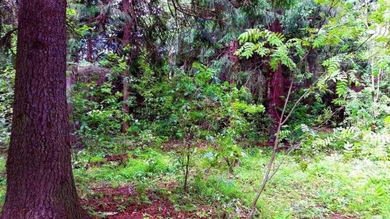 Лесные участки на Новой Риге по доступной цене