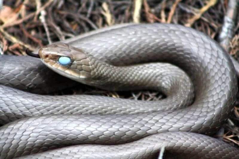 Фото австралийской девочки с ядовитой змеей набирает популярность в соцсетях