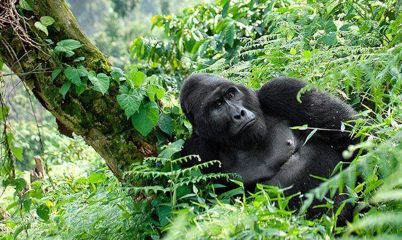 Дикая природа Уганды: интересные факты и особенности