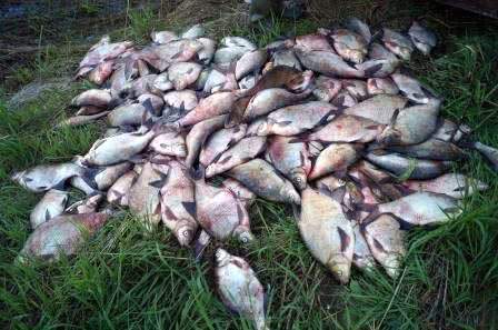 «С начала нерестового периода из браконьерских сетей спасено около 6,5 тысяч экземпляров жизнеспособной рыбы» - Николай Бондаренко