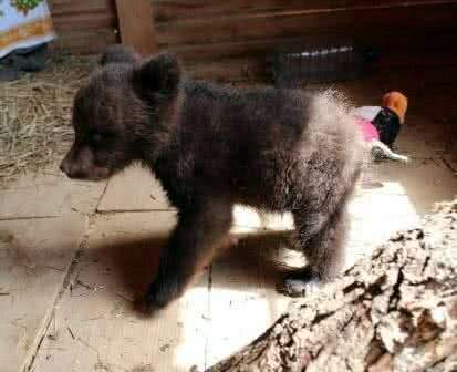 В г.о.г. Бор Нижегородской области спасли трех месячного медвежонка
