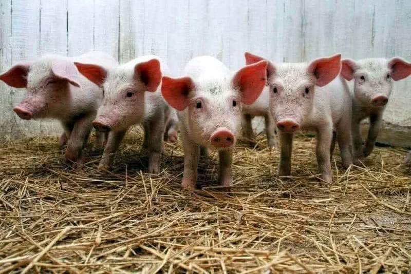 Весной в Тамбовской области начнется строительство современных свинокомплексов 