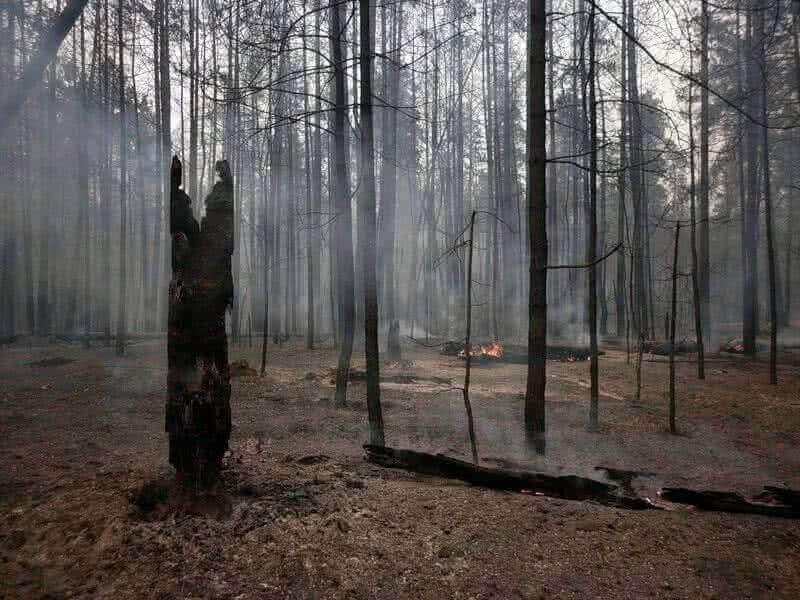 Бурятские леса восстановят