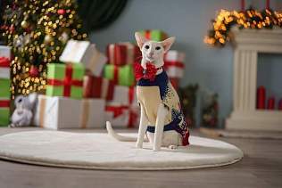 «Пушистая зима в Большой Стране»: фольклор, любовь к животным и новогодняя магия на выставке в мультимедийном пространстве