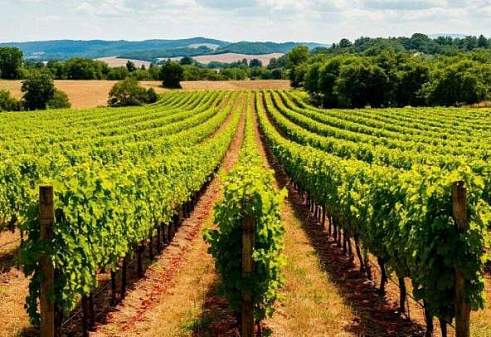 Обзор винодельни Шато де Талю