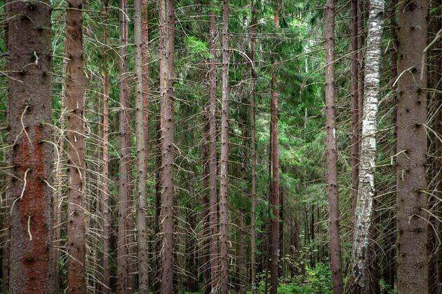 Почему лес так важен для планеты и человека расскажет новый урок проекта «Экокласс»