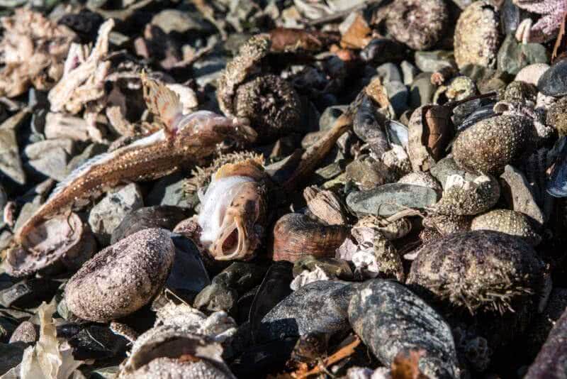 Резкий выброс кислоты в океан мог спровоцировать смерть фауны на Камчатке