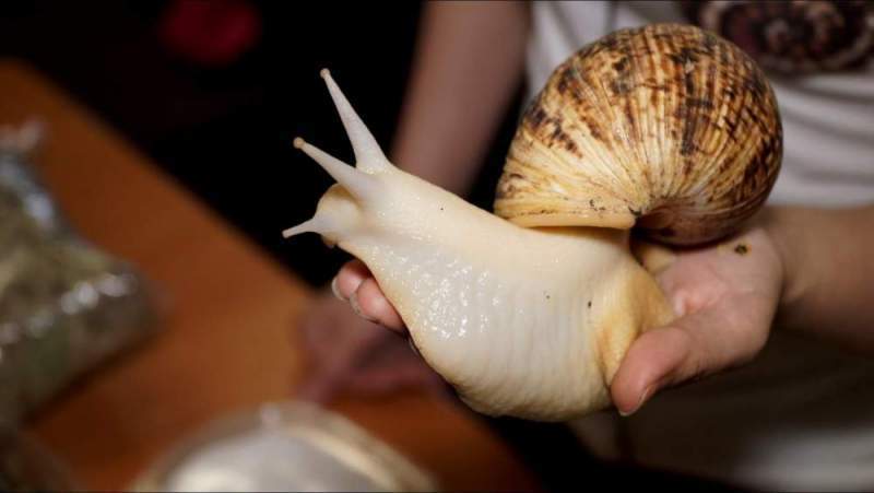 Улитки Ахатины