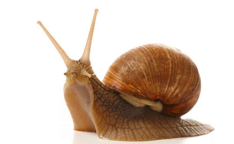 Улитки Ахатины