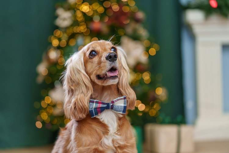 «Пушистая зима в Большой Стране»: фольклор, любовь к животным и новогодняя магия на выставке в мультимедийном пространстве